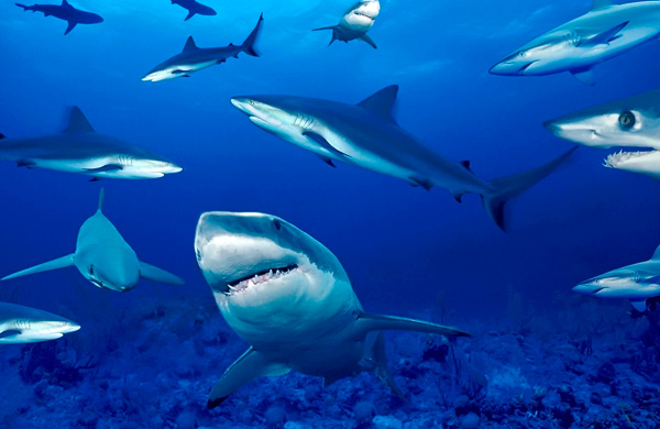 средняя длина акулы около 60-90 см