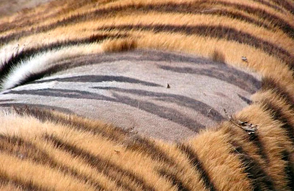кожа тигра, как и его шерсть, полосатая