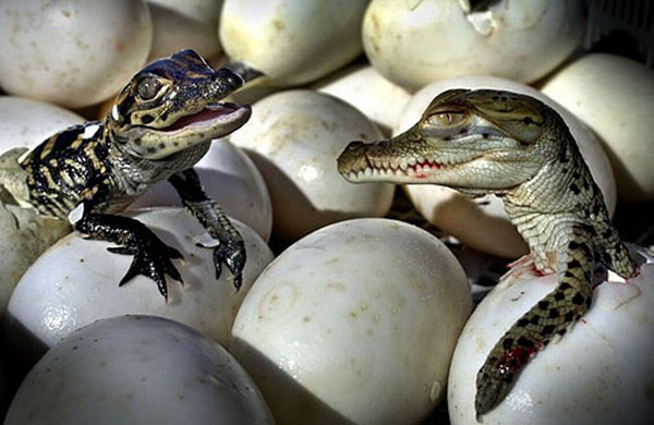Пол крокодила зависит от t° гнезда - задача