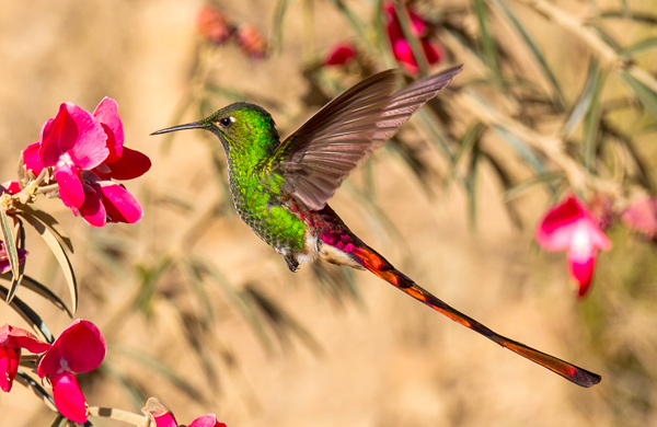 колибри - единственные в мире птицы, способные летать назад