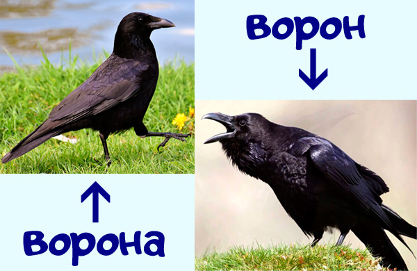 Ворон и Ворона - это не самец и самка, а разные виды птиц - задача